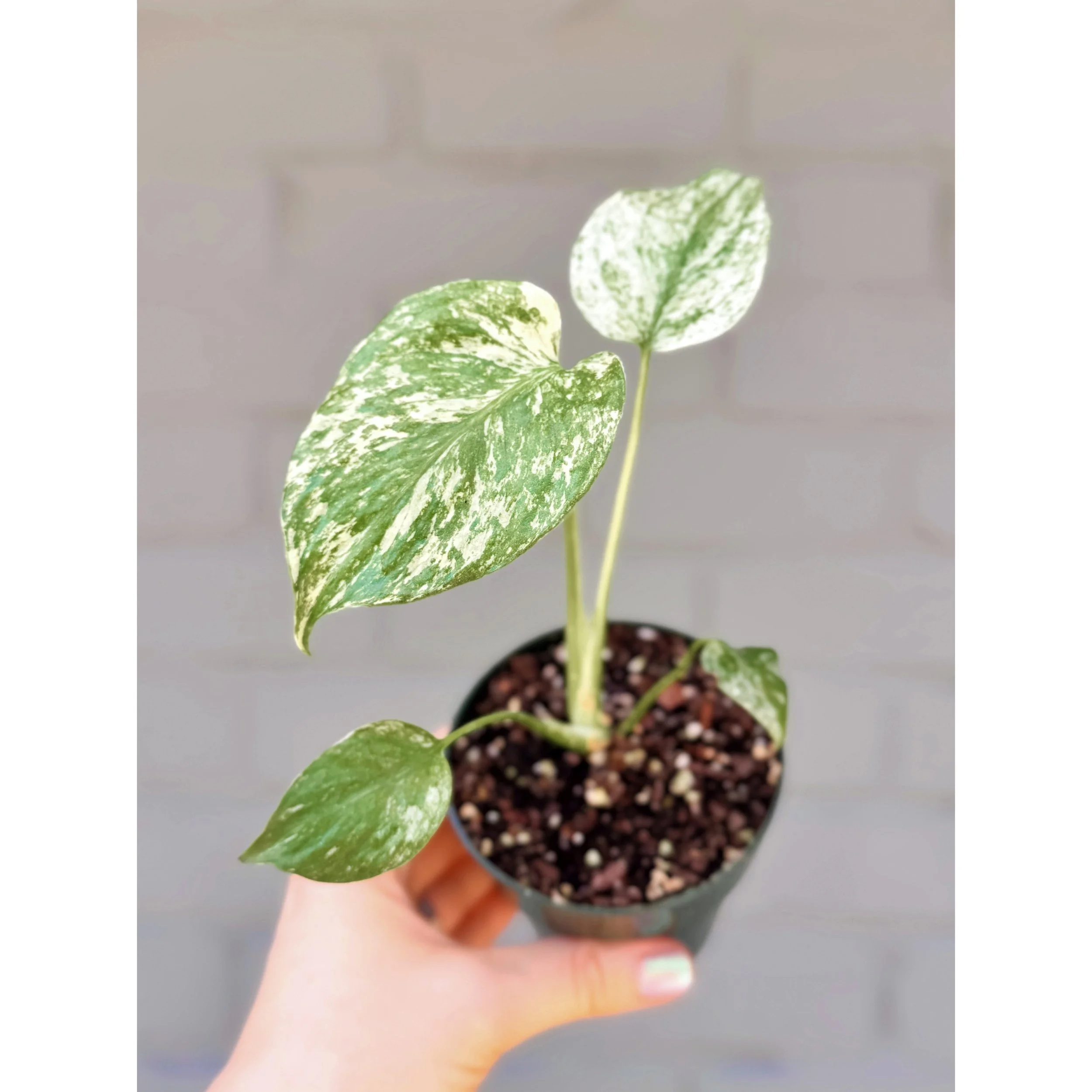 モンステラ・ポトス Monstera Mint \"Green on Green\" モンステラ・ポトス Monstera Mint 